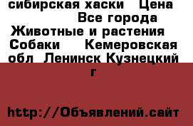 l: сибирская хаски › Цена ­ 10 000 - Все города Животные и растения » Собаки   . Кемеровская обл.,Ленинск-Кузнецкий г.